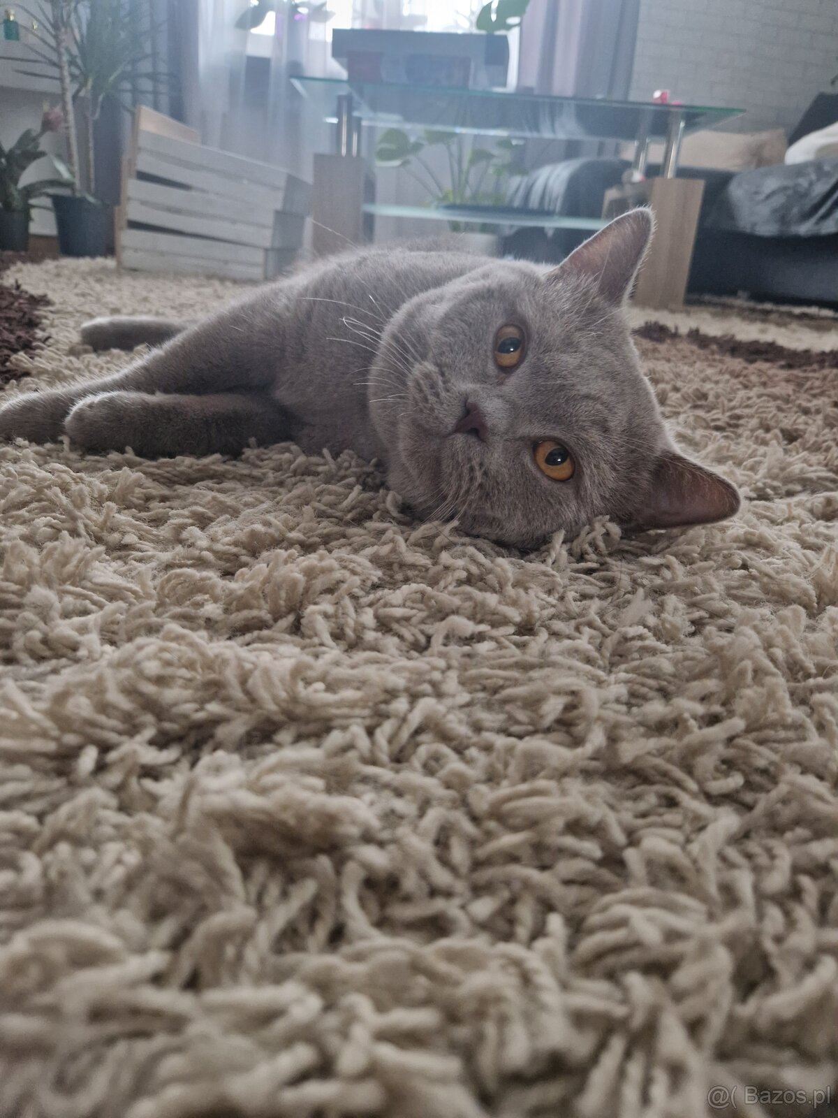 Kocur Brytyjski reproduktor ,Krycie - 4