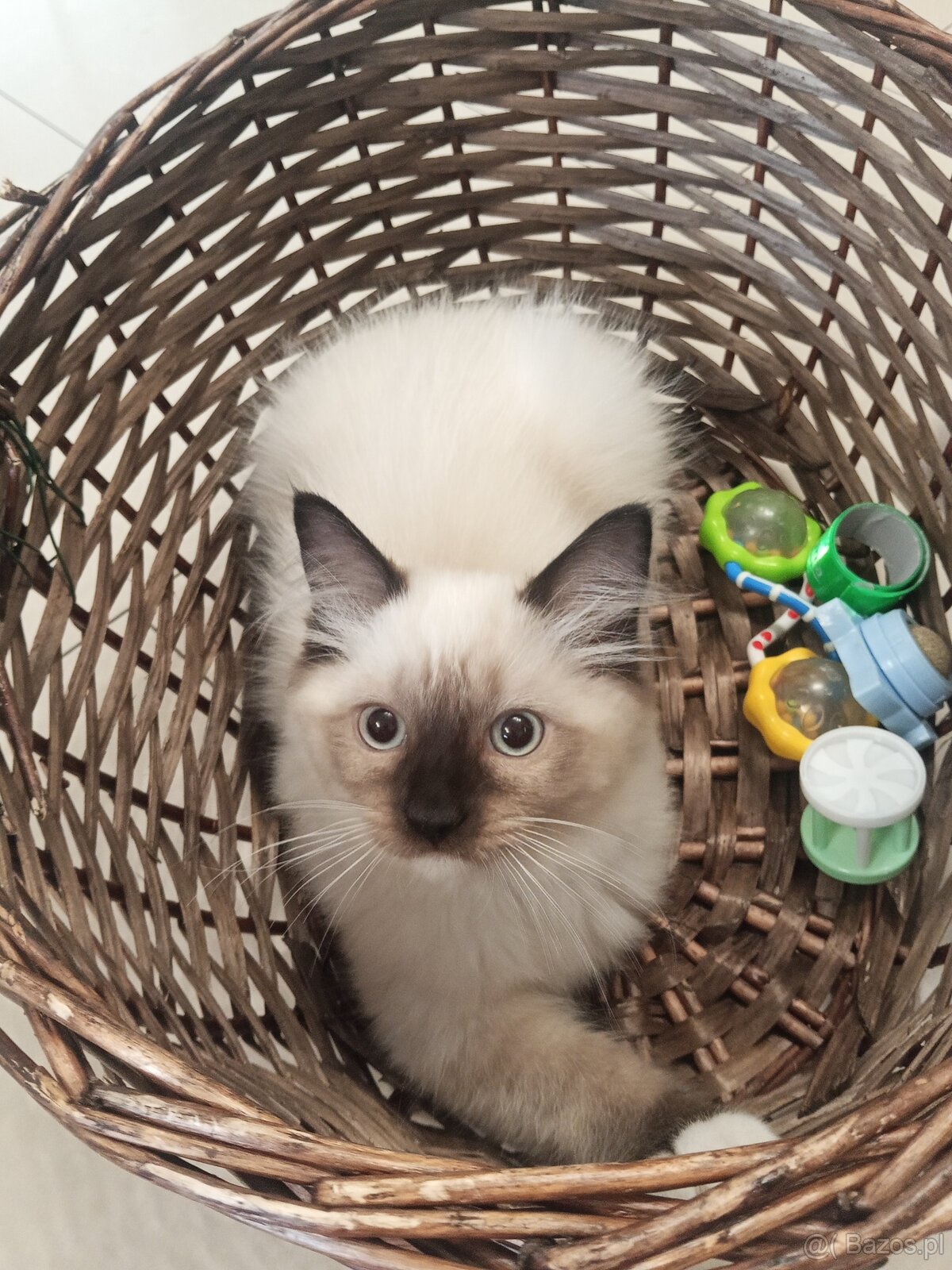 Kocurek Ragdoll LATTE FPL - 4