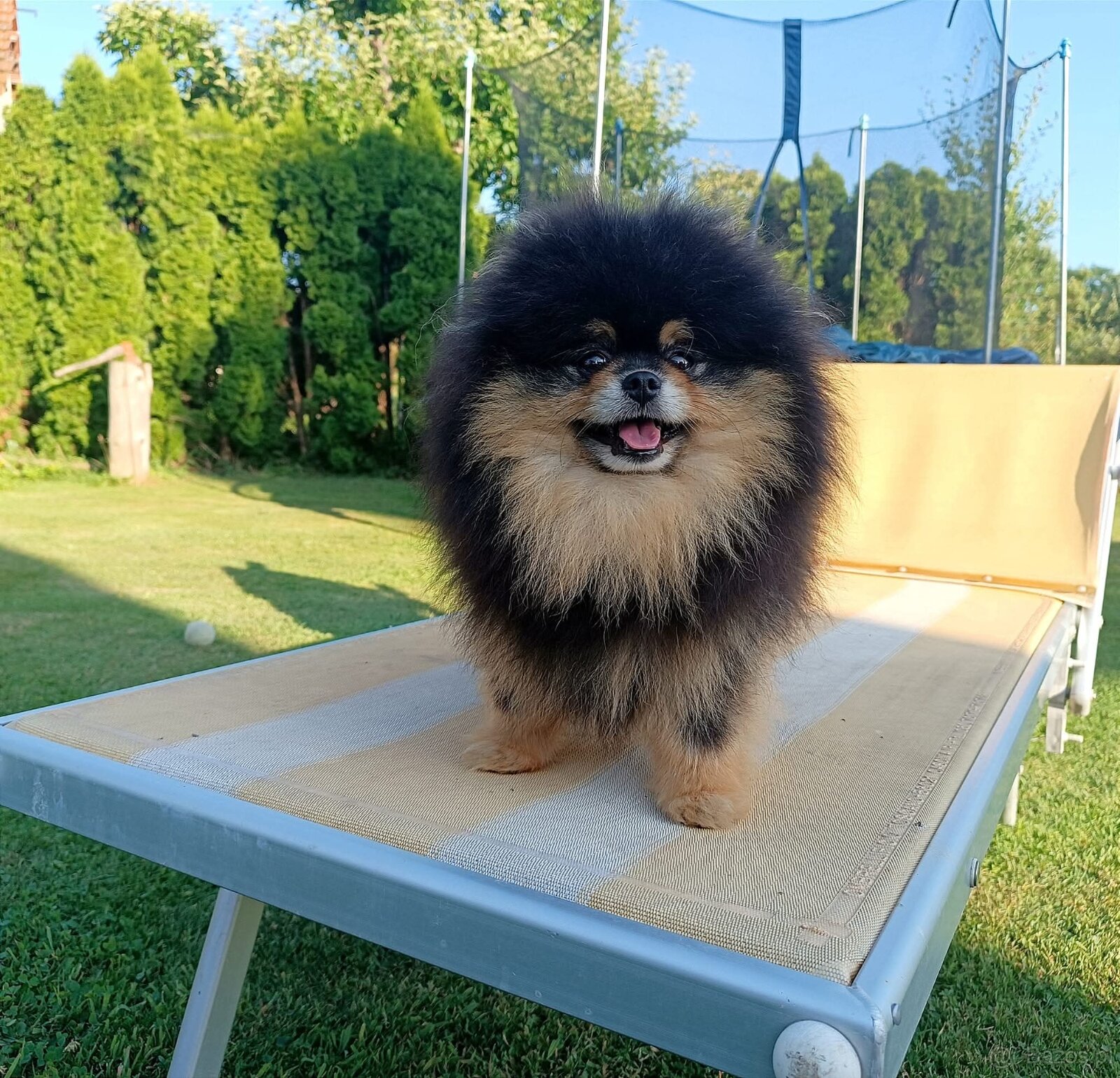 Štěňátka pomeranian s PP FCI - 4