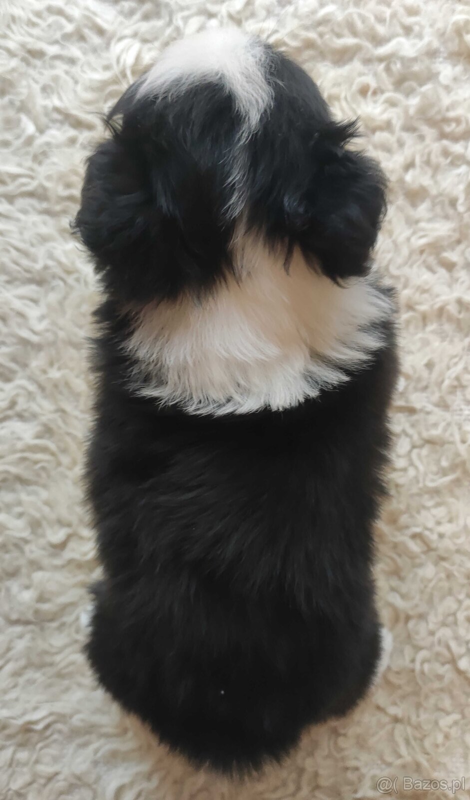 Rasowa suczka BORDER COLLIE z Hodowli - pełną dok. przebadan - 4