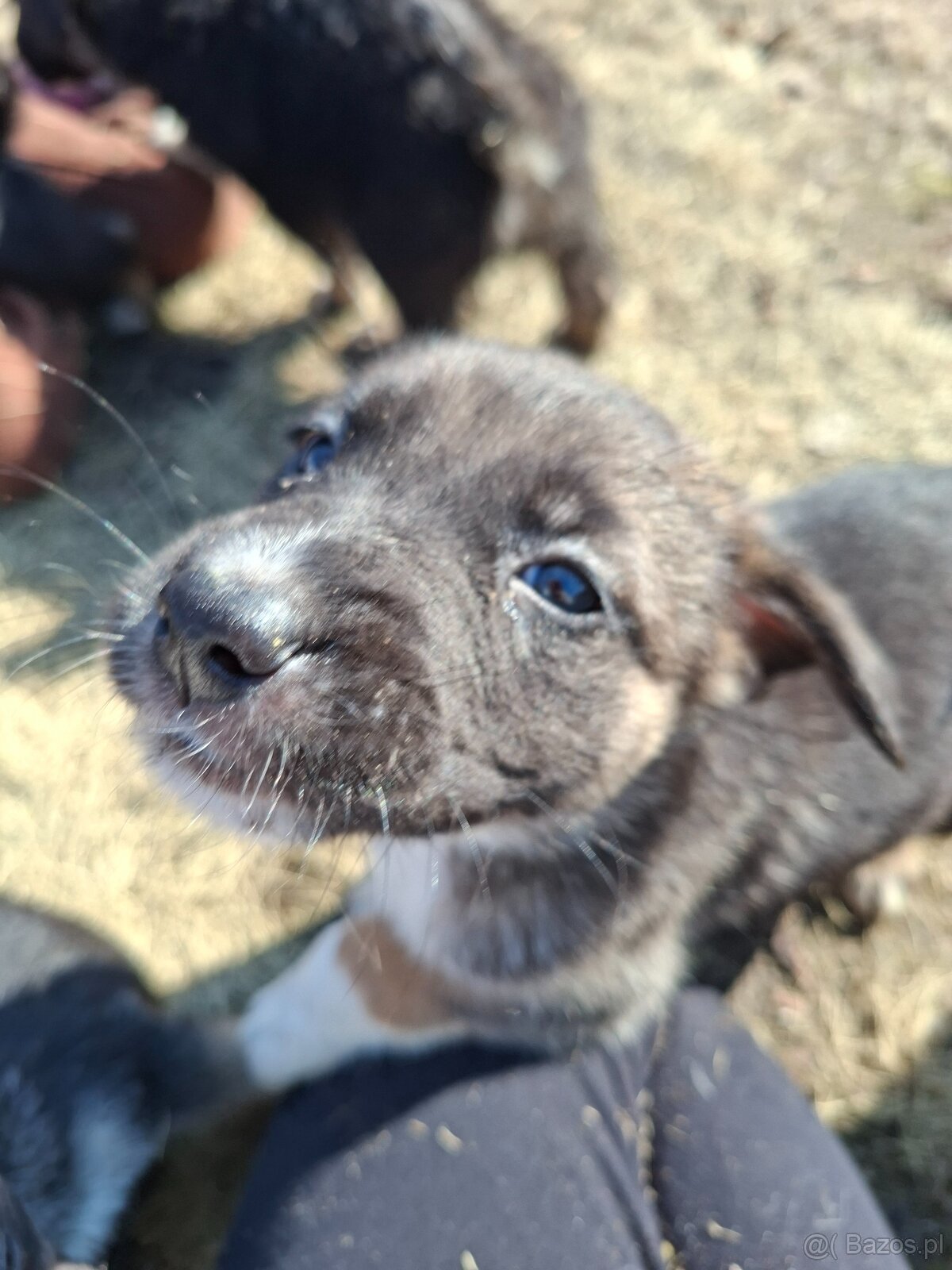 Oddam szczeniaczki za darmo - 4