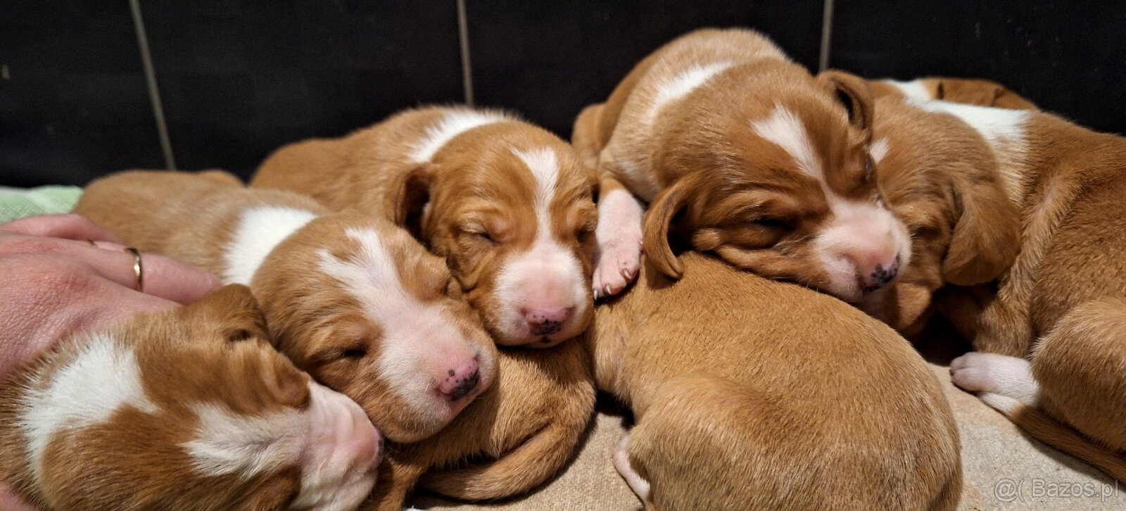 Szczeniaki Gończy Chorwacki ZKWP FCI - 4