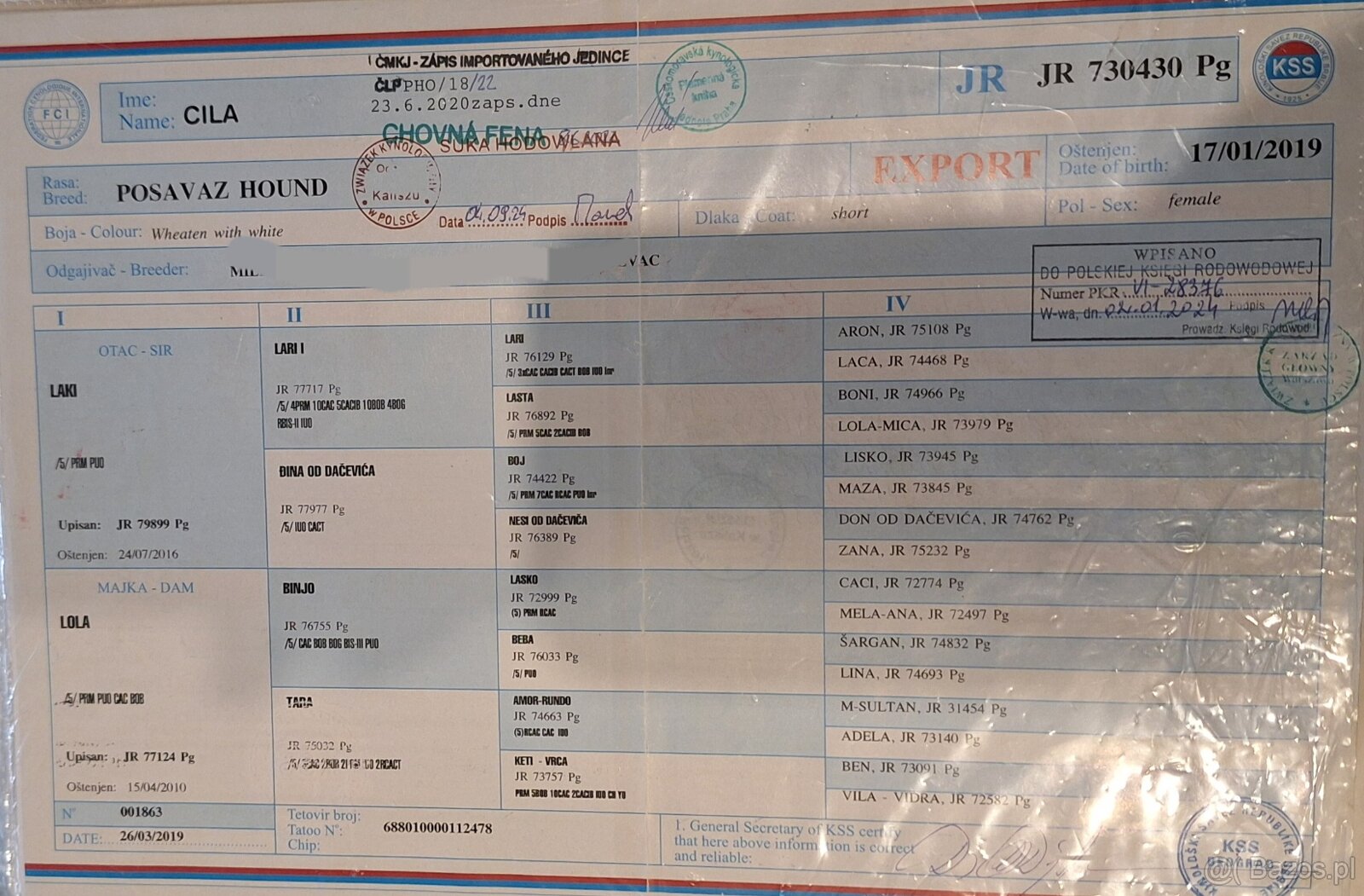 Szczeniaki Gończy Chorwacki ZKWP FCI - 4