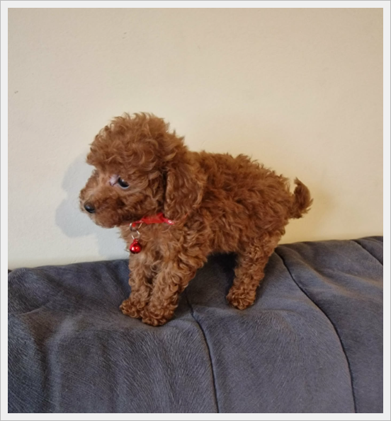 Pudel Toy red śliczny pudelek - 4