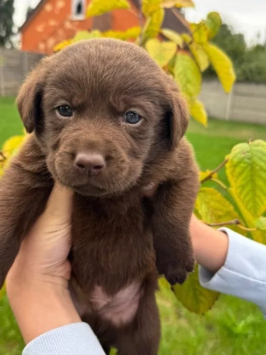 Szczenięta labradora czekoladowego - 4