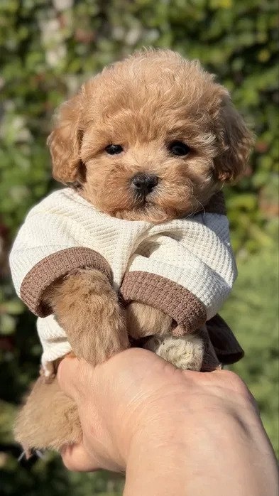 Wspaniałe szczenięta rasy Maltipoo.
- 4
