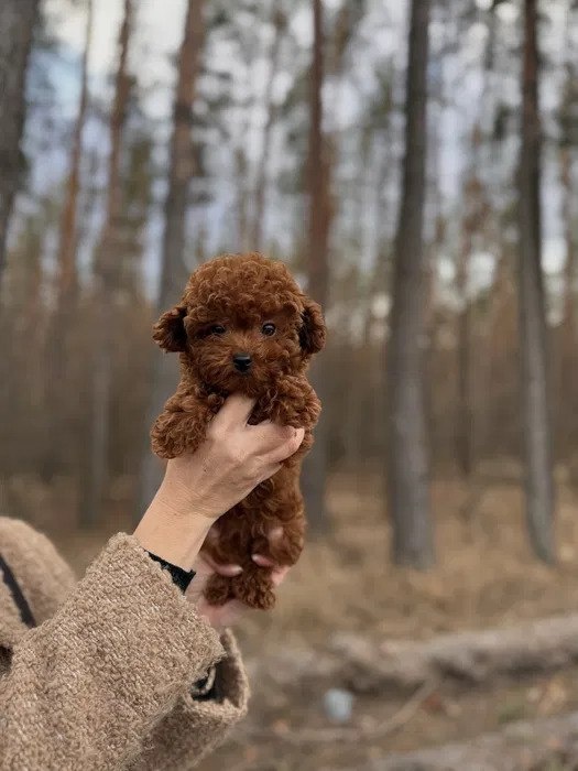 Szczeniak rasy maltipoo - 4