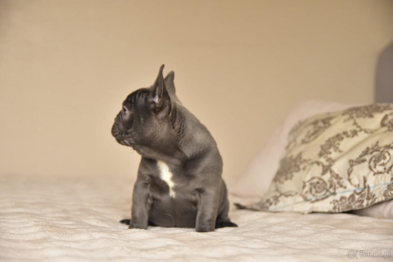 Buldog francuski sunia lilac - 4