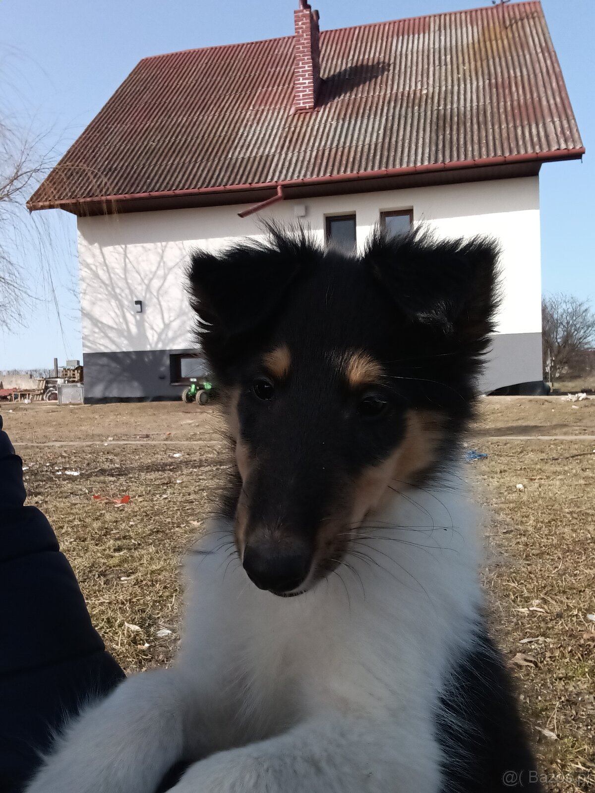 Szczeniaki owczarek szkocki - 4