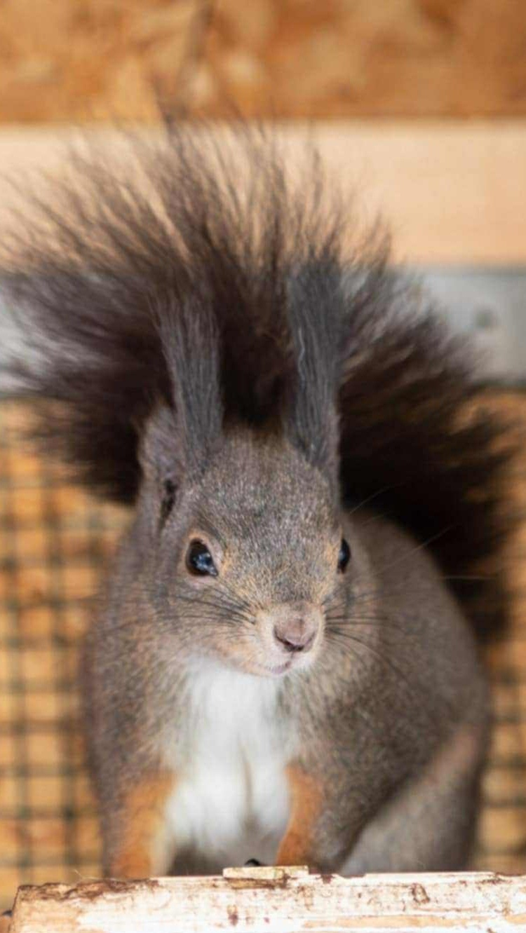 Sciurus vulgaris Wiewiórka ruda - 4
