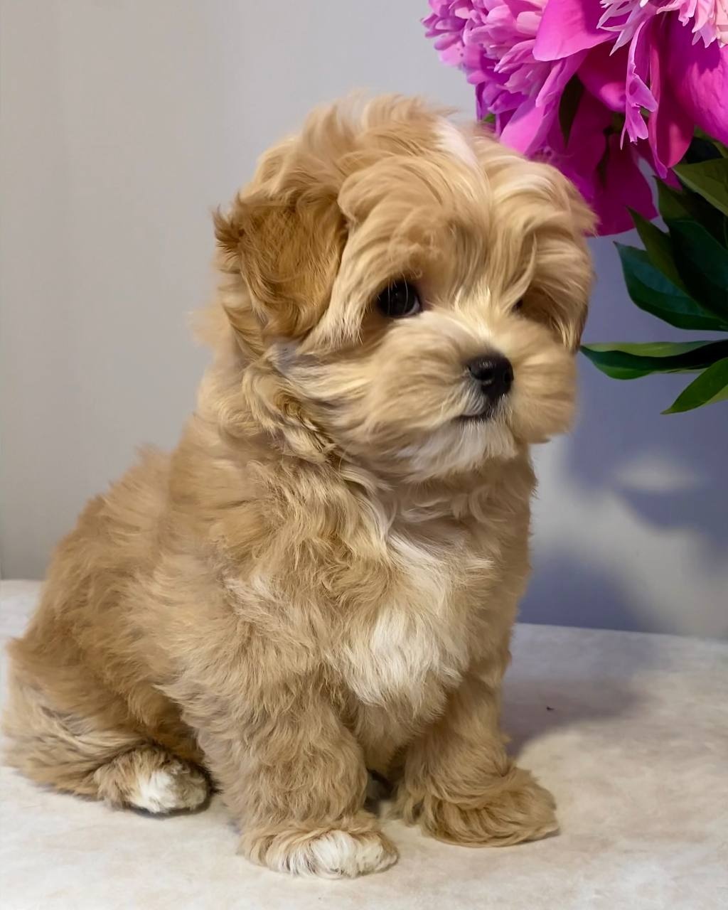 Puszyste szczenięta rasy Maltipoo - 4