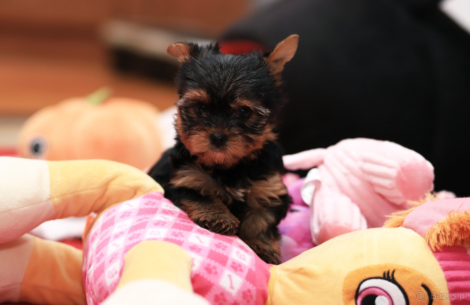 Alutka sunia Yorkshire Terrier - 4