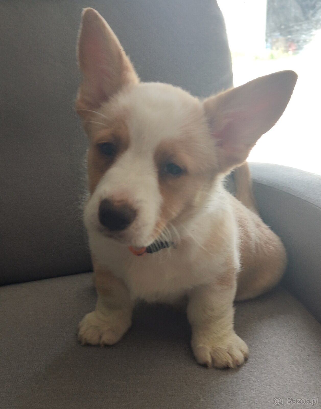 Welsh Corgi Cardigan -hodowla Rivulus FCI 26 lat istnienia - 4