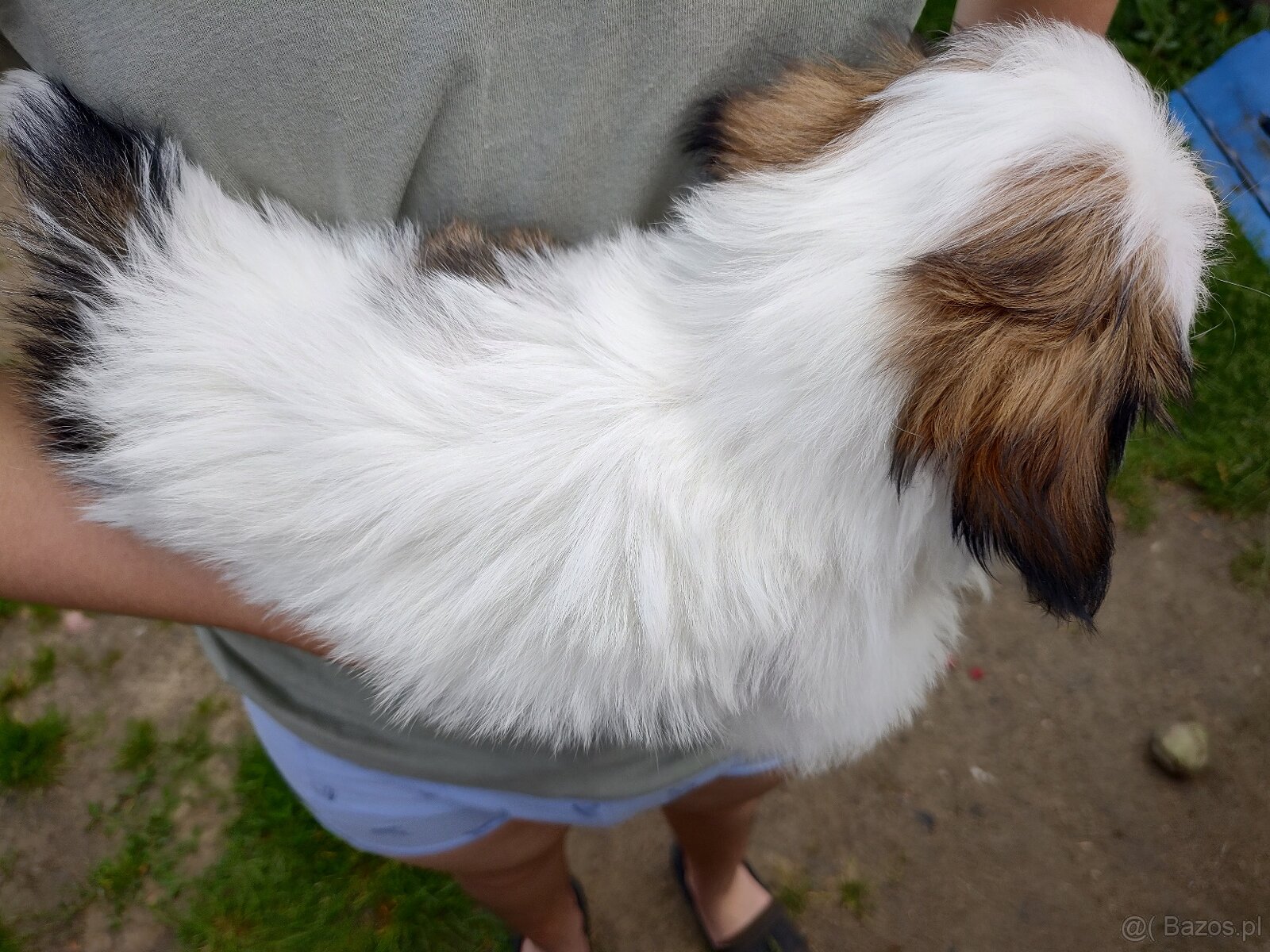 Suczka mieszanka pekińczyk shih-tzu - 4