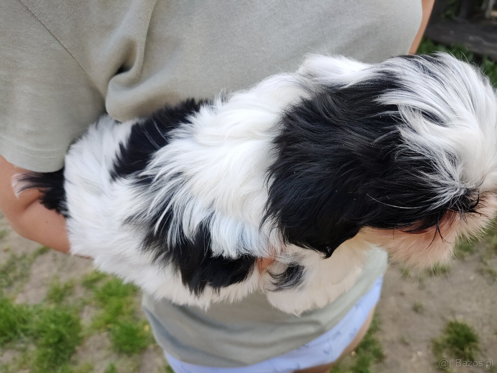 Suczka shih- tzu - 4