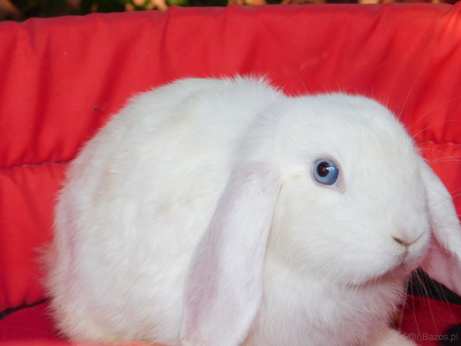 Cudowne baranki mini lop - 4