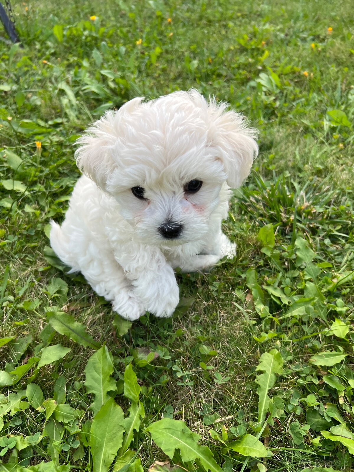Szczeniaki maltipoo maltańczyk chłopcy - 4