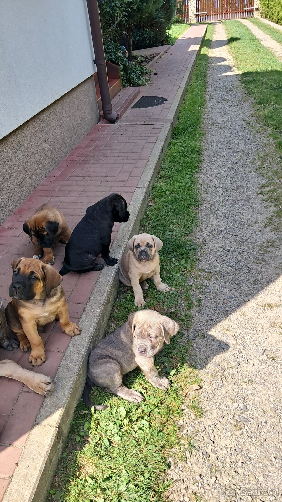 Urocze Cane Corso - 4