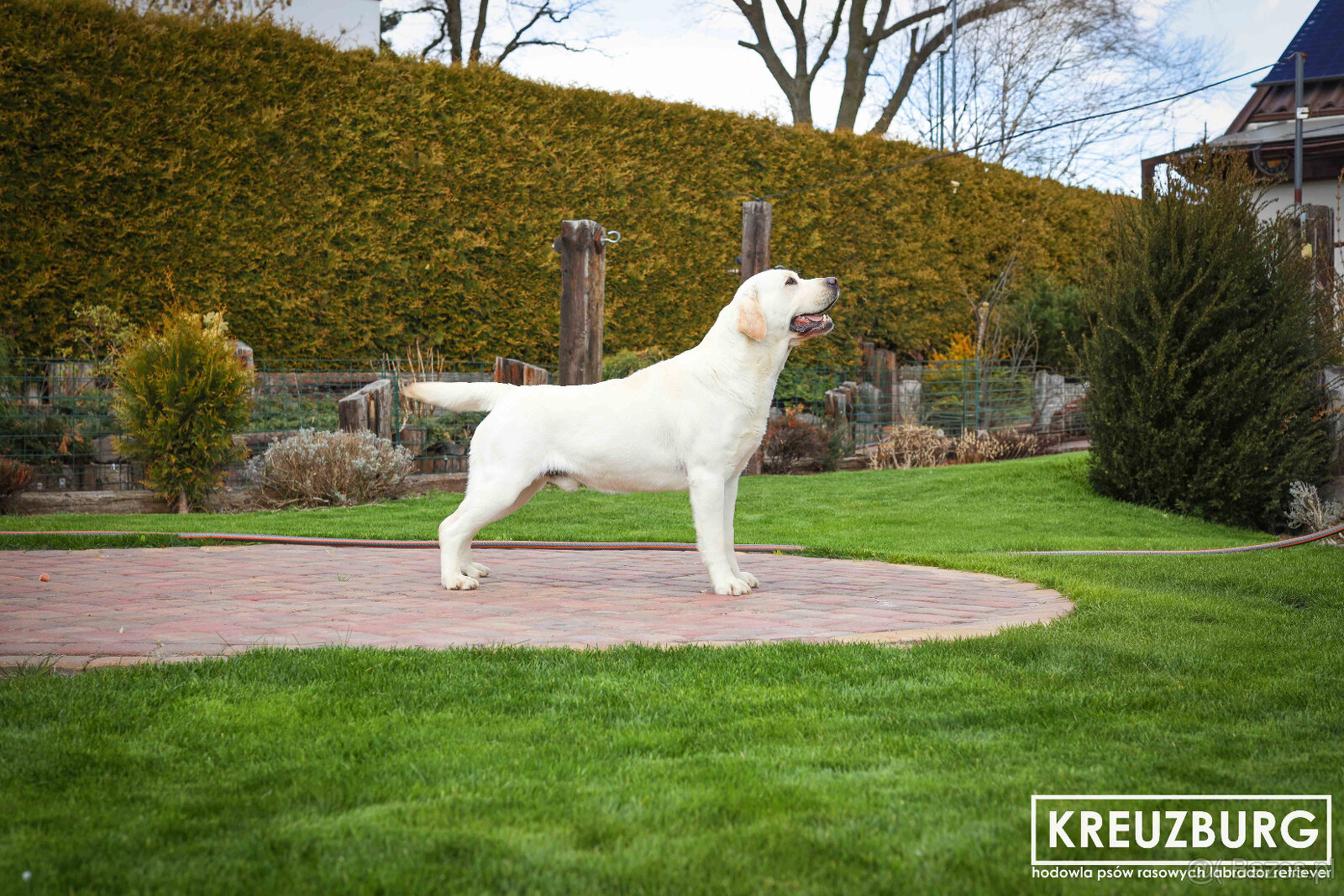 Labrador Retriver - 4
