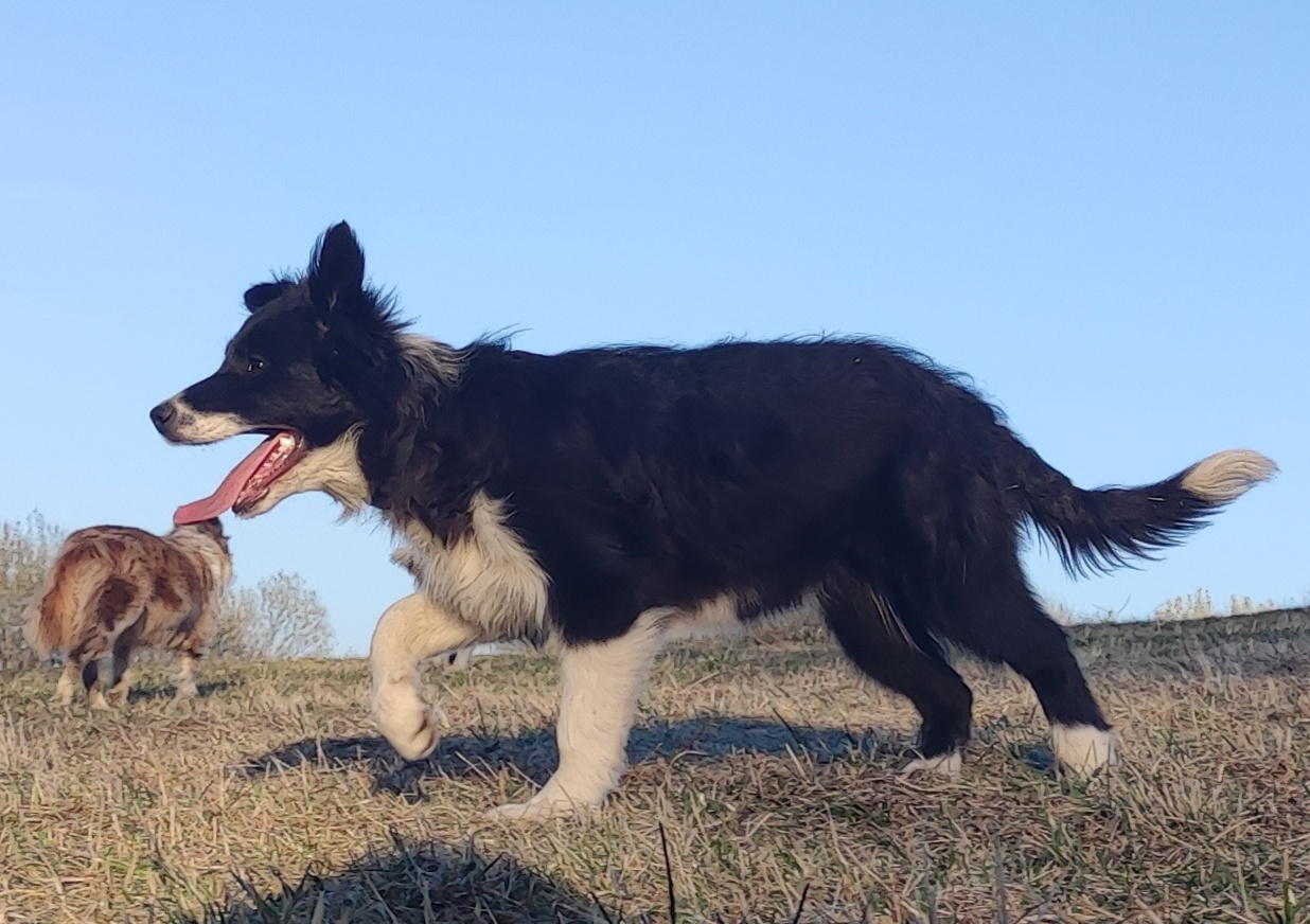NUKA - Rasowa Suczka BORDER COLLIE z Hodowli - Szczenię z pe - 4