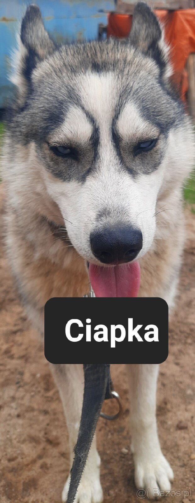 Suczki syberiany husky - 4