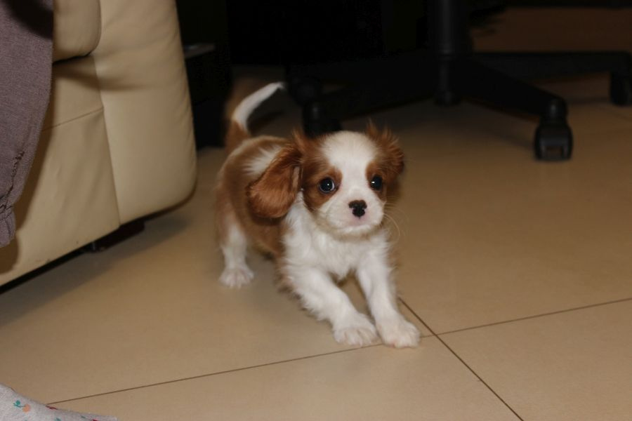 Cavalier King Charles Spaniel-szczeniaczek ZKwP - 4