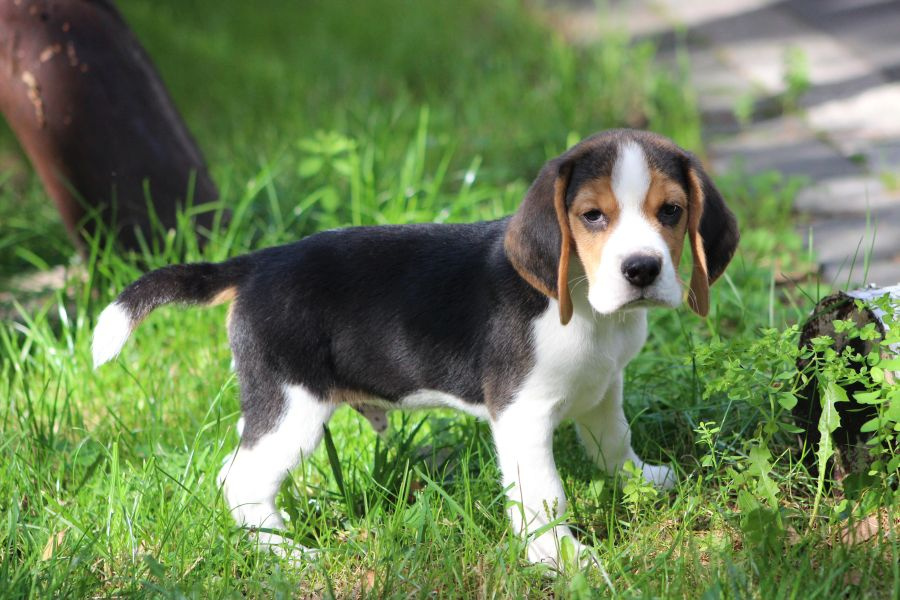 Piesek Beagle ZKwP (FCI) po Championie - 4