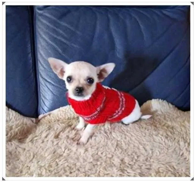 Chihuahua malutki kremowo biały piesek - 4
