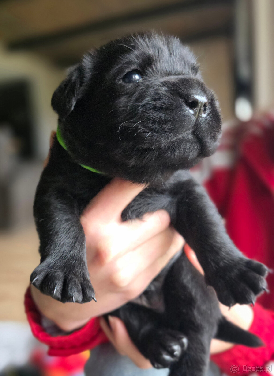 Labrador czarne ZKwP (FCI) szczenięta po Championie, suczki - 4