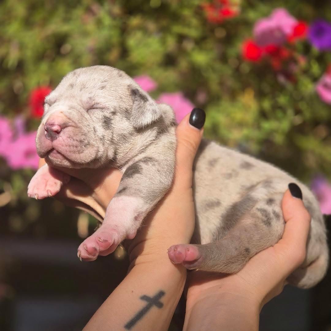 American Bully Xl - 4