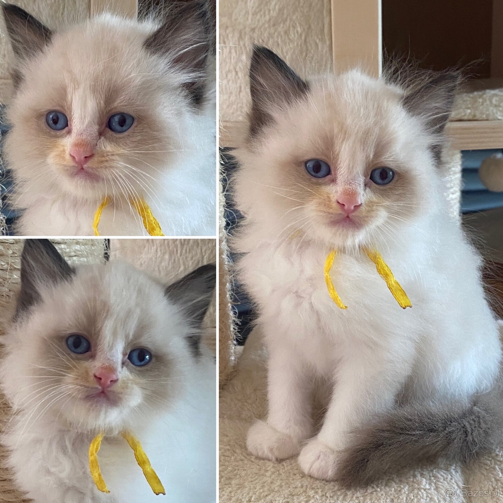 Kotki Ragdoll najspokojniejsza rasa kotów na świecie - 4