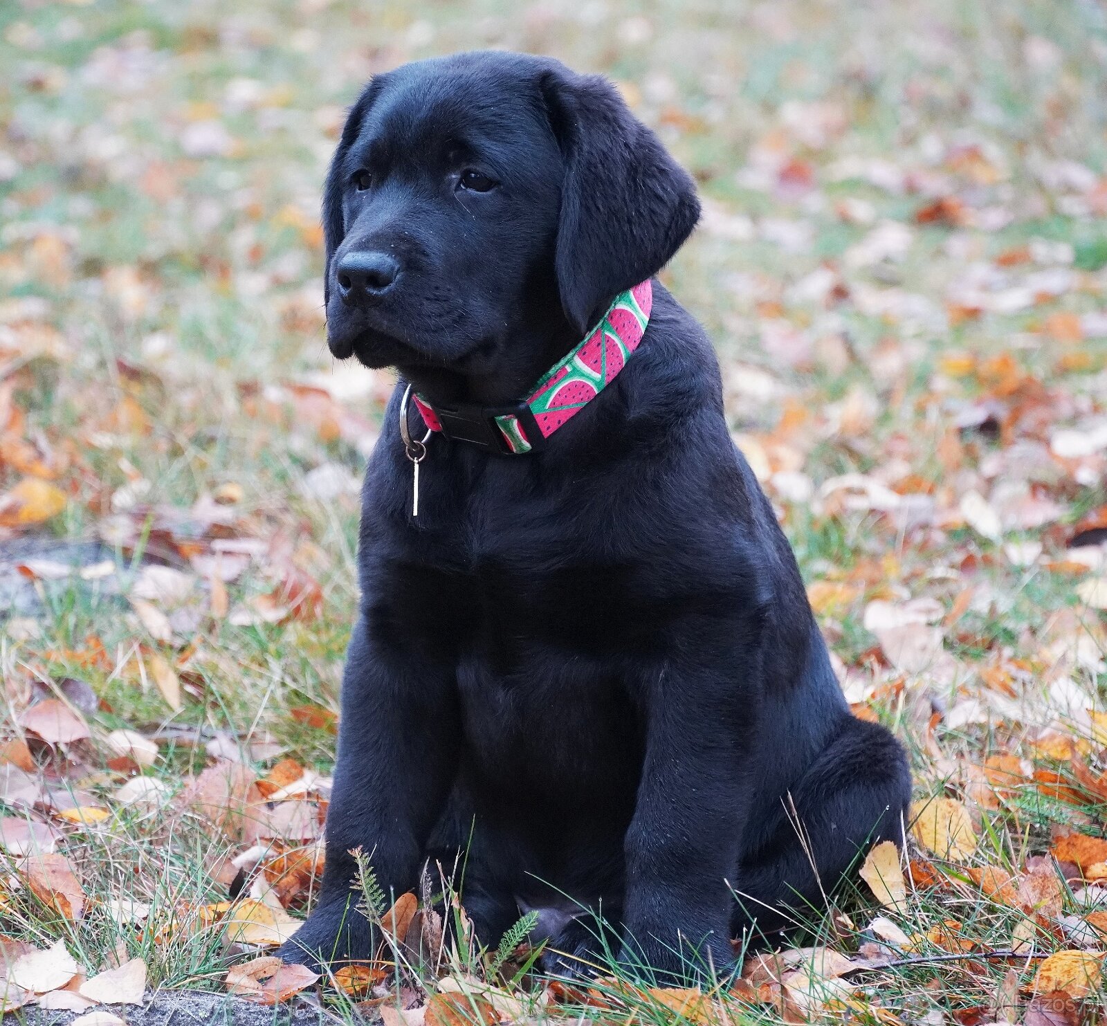 Labrador retriever, czarny piesek ZKwP/ FCI - 4