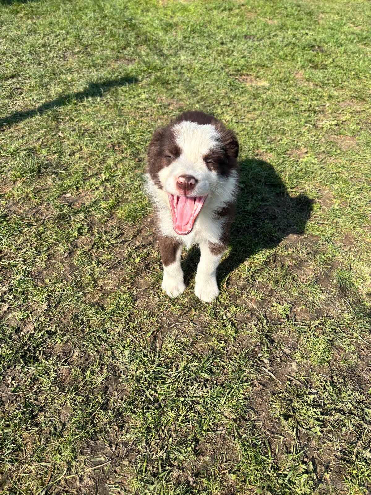 Brązowo biała Suczka - 4