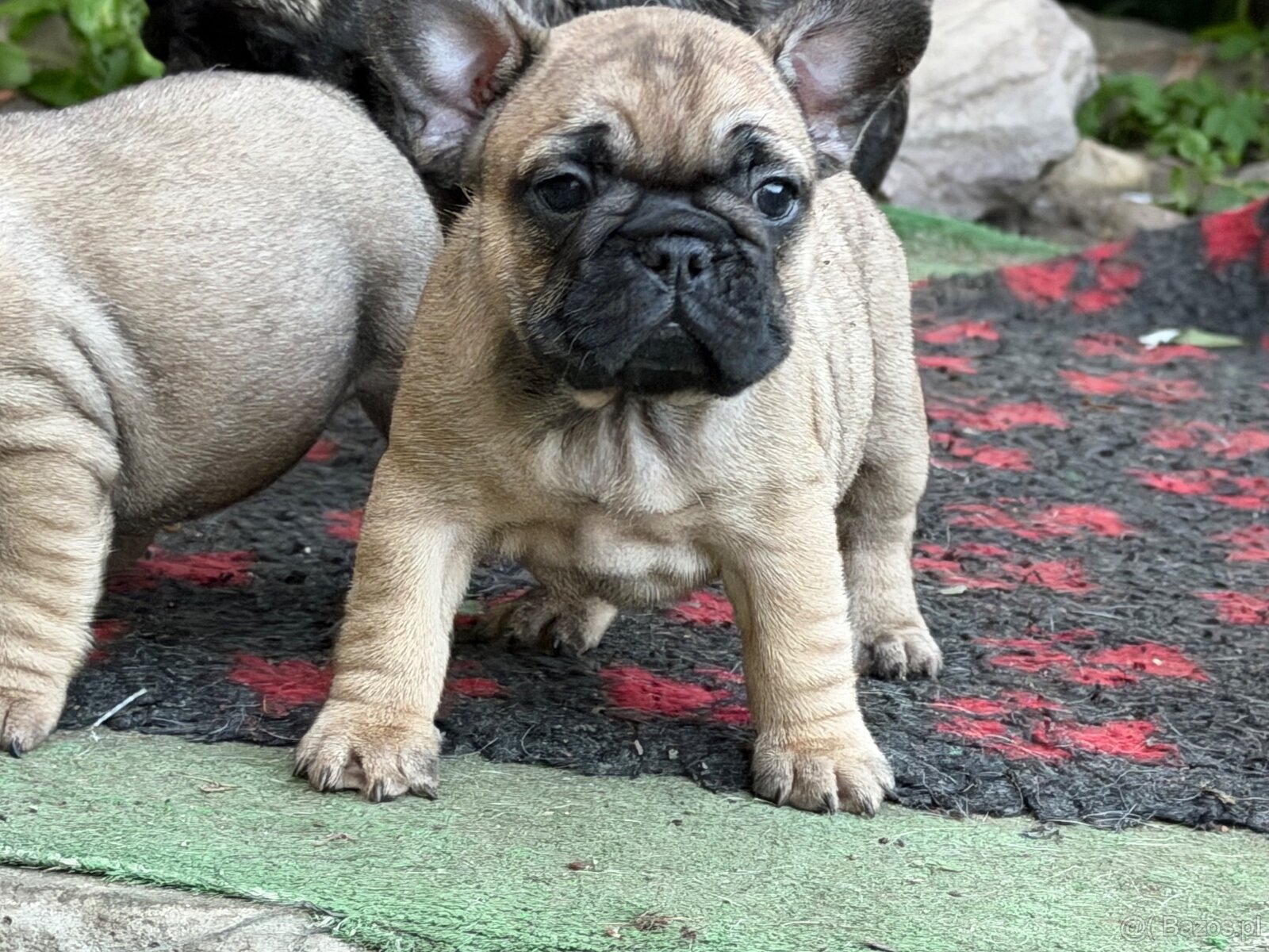 Buldog Francuski - 4