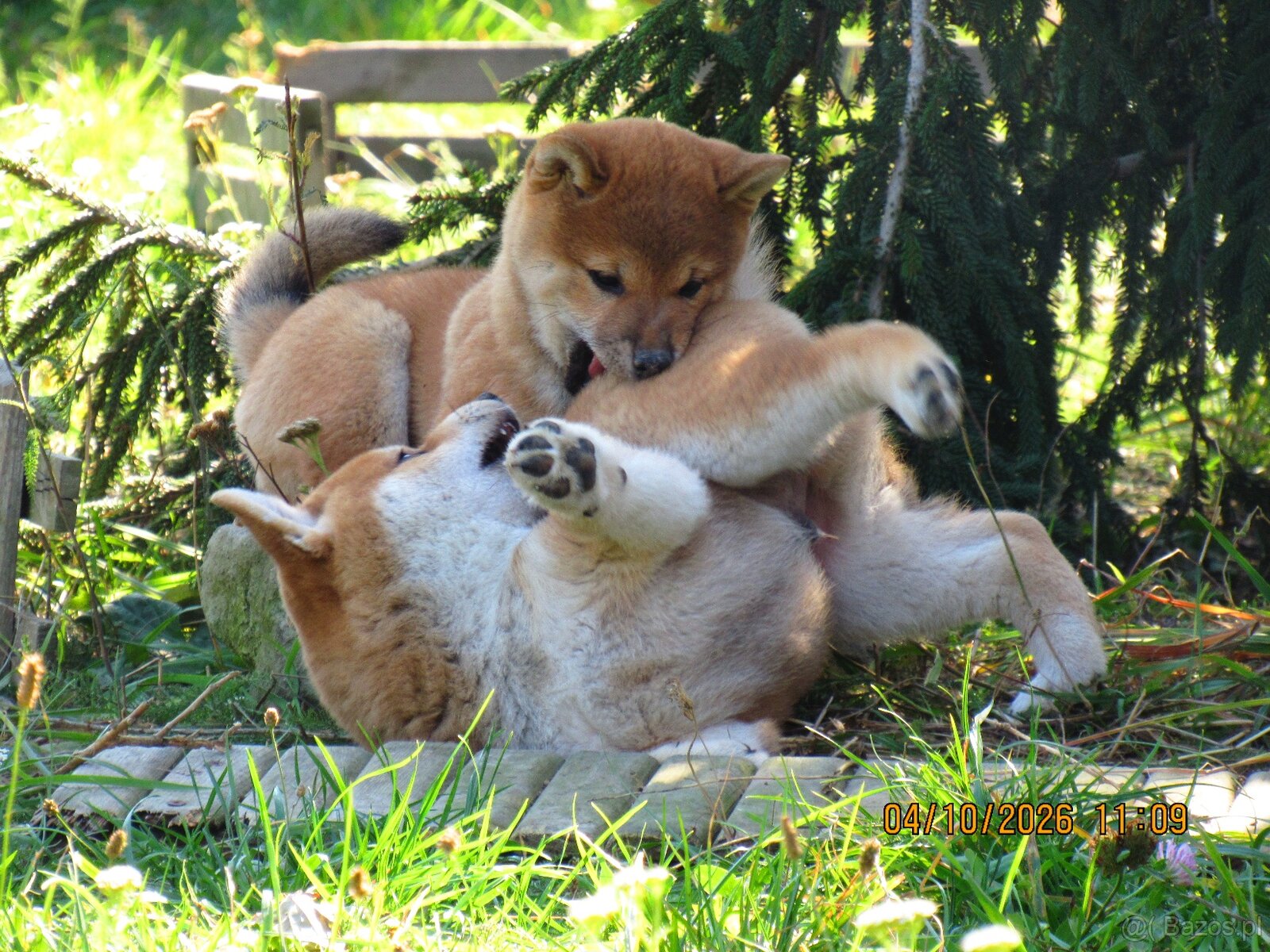 Dwoje szczeniąt Shiba Inu ur.07.08.2026r. - 4