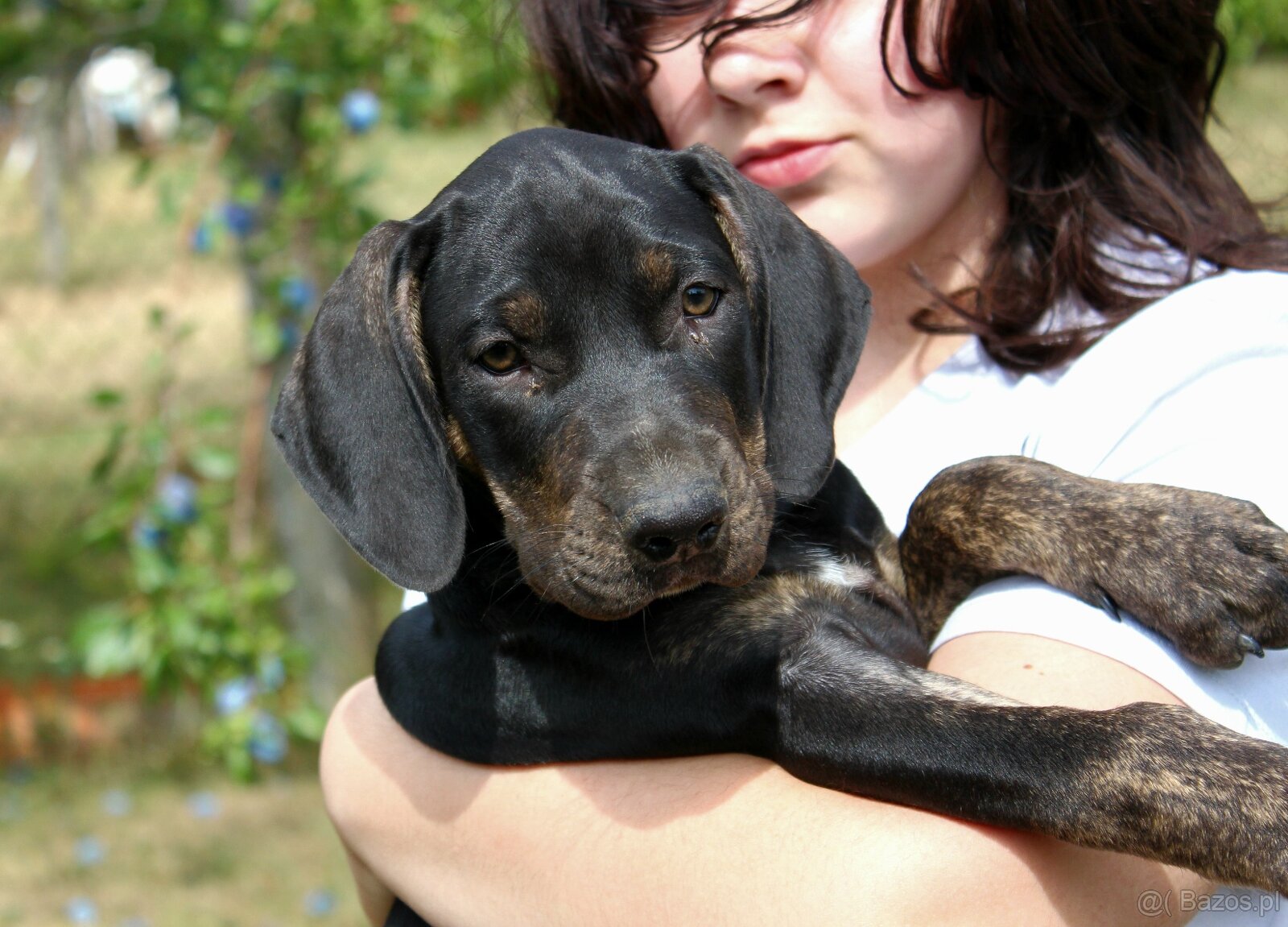 Loisiana Catahoula s pp Słowacja - 4