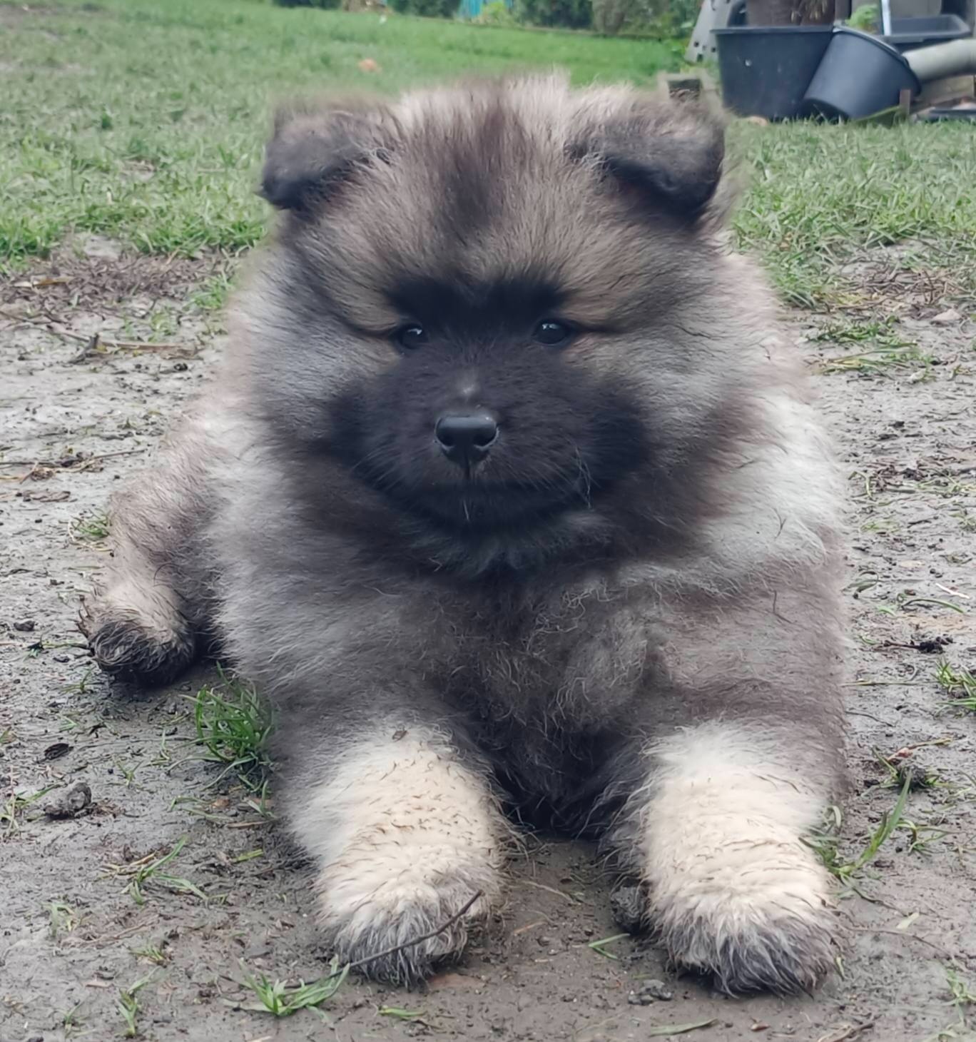 Wilczy szpic / Keeshond polecam rodowodowe szczenieta - 4