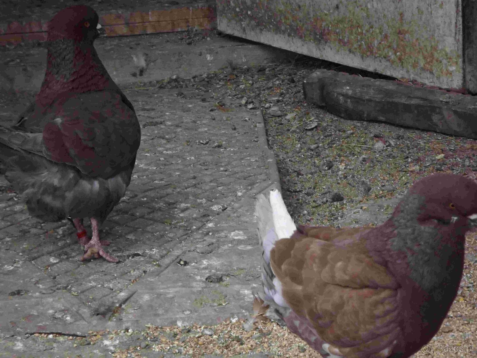 sprzedam gołębie - 4