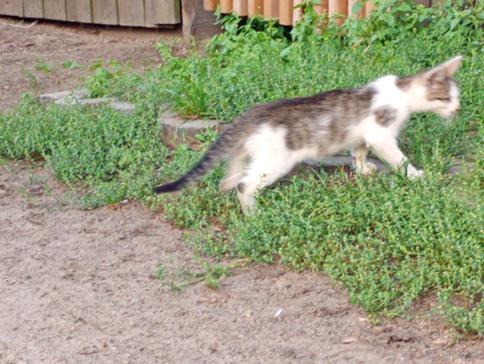 Oddam kotki w dobre ręce - 4