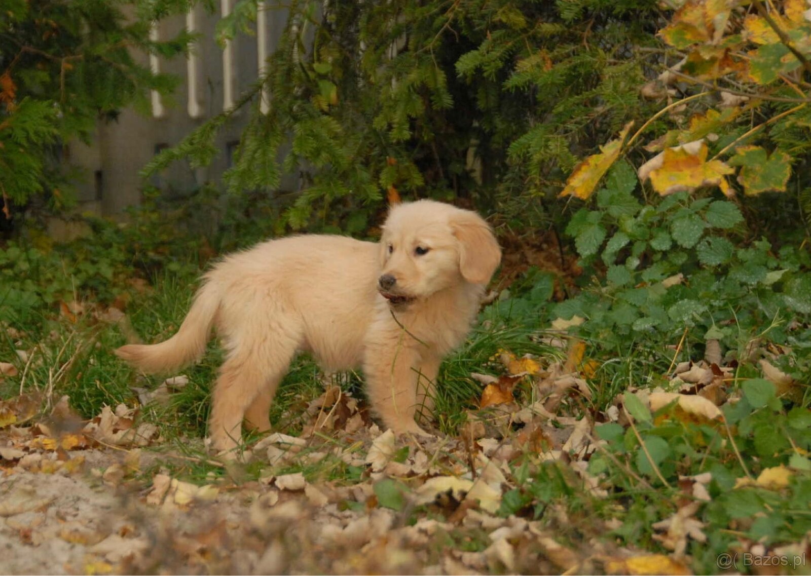Golden Retriever - 4