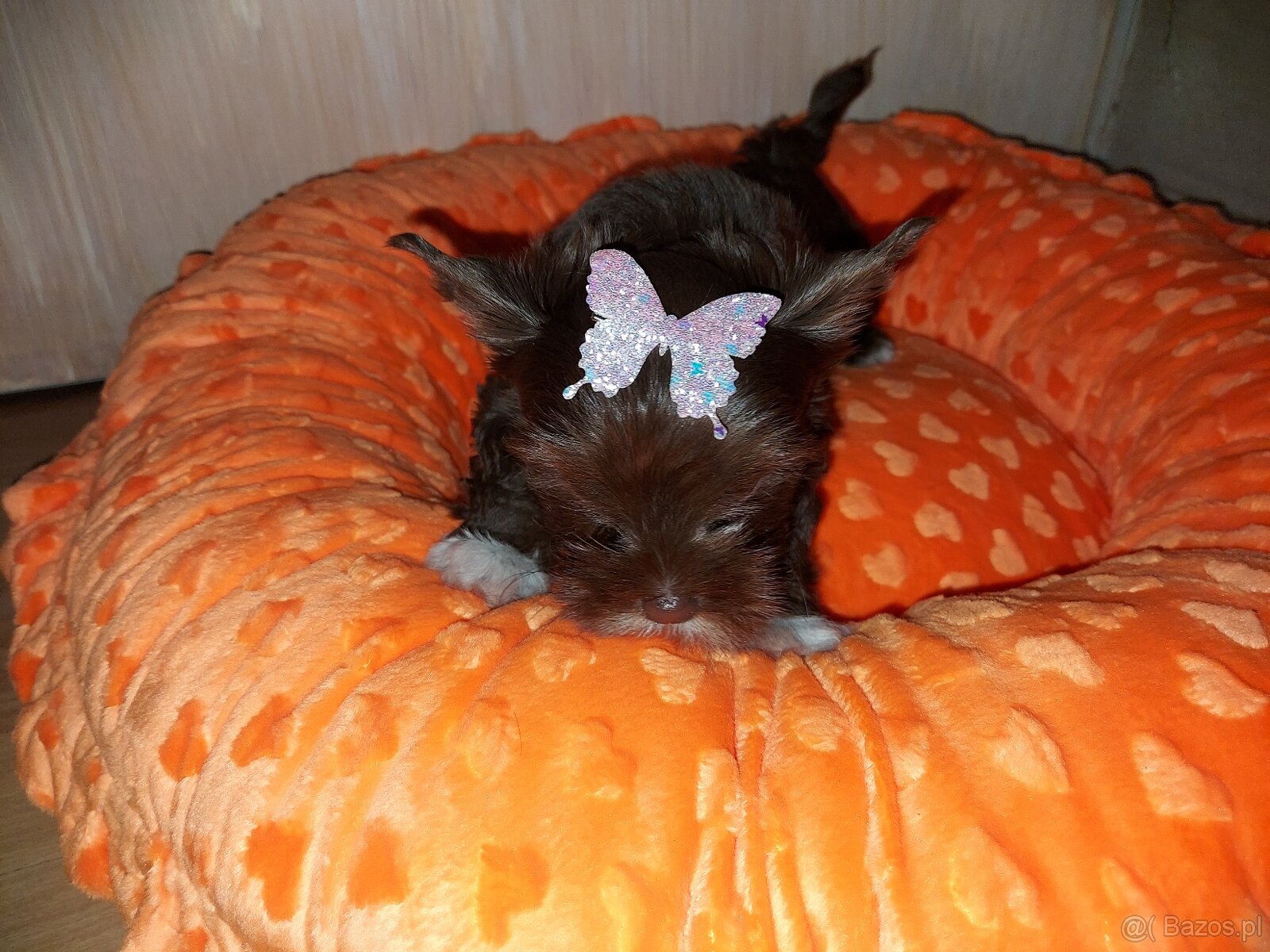York Yorkshire Terrier Chocolate Suczka - 4