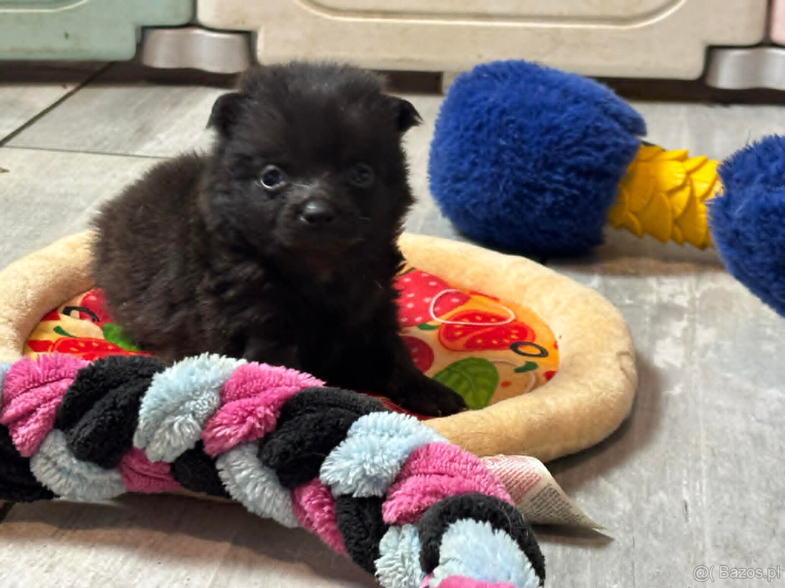 Schipperke - szczenięta mini owczarek belgijski - 4