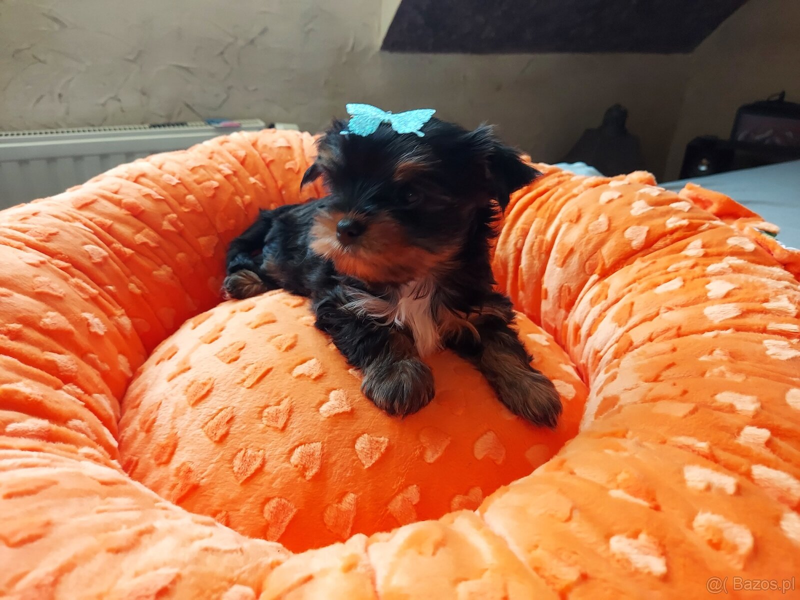 Yorkshire Terrier Black Tan - 4