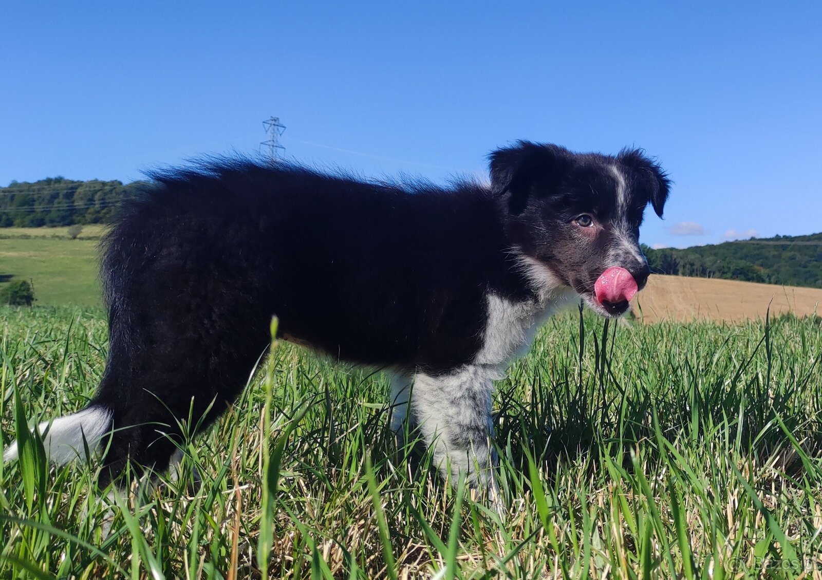 Prześliczna Suczka BORDER COLLIE - pełna dok. super rodzice - 4