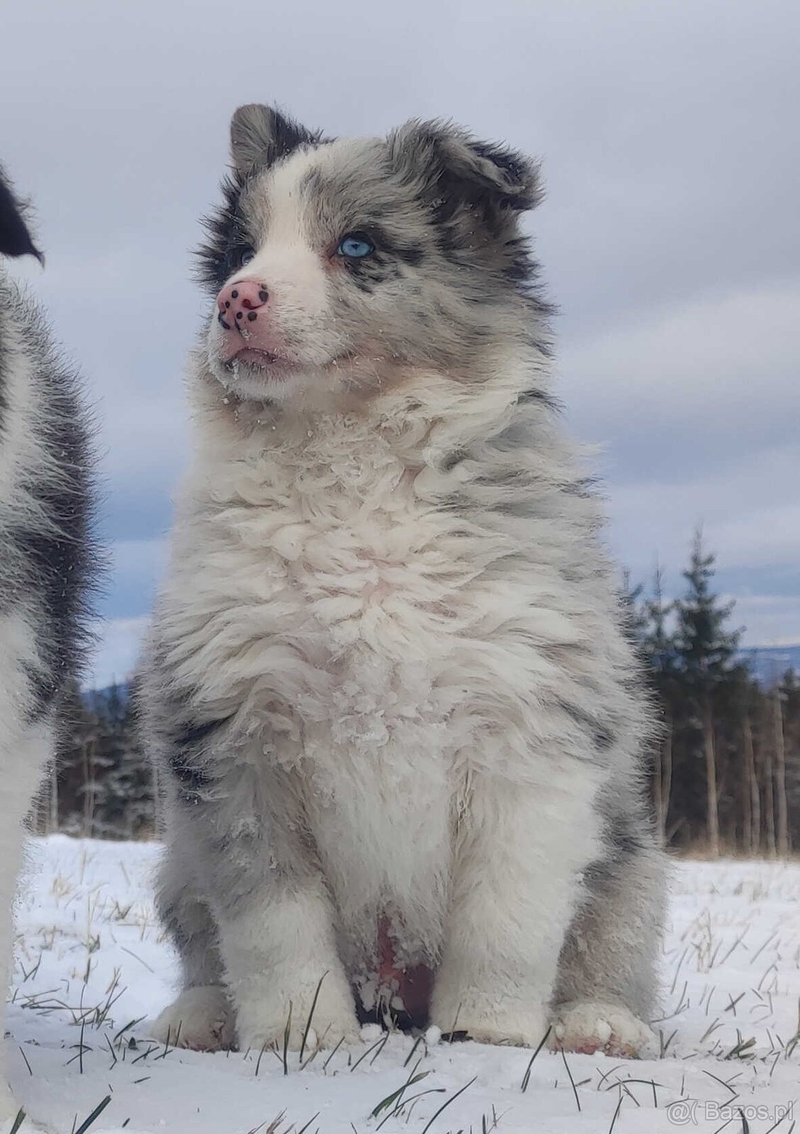 Szczenię BORDER COLLIE z Hodowli - Rasowy pies z pełną dok. - 4