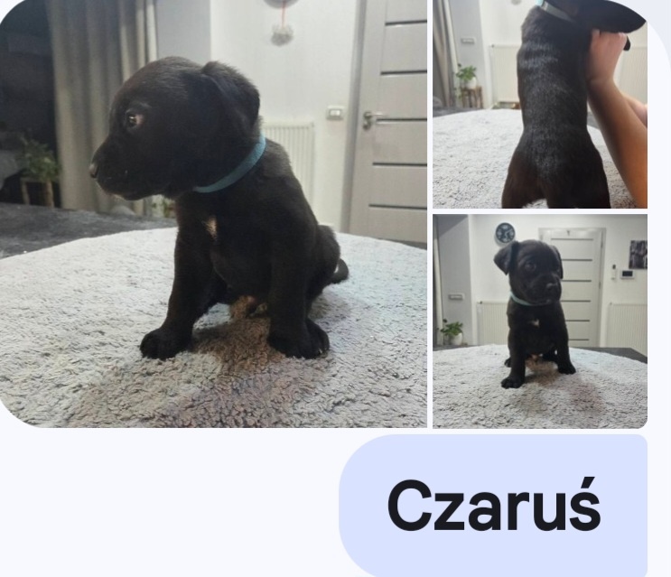 Oddam za darmo w dobre ręce - 4