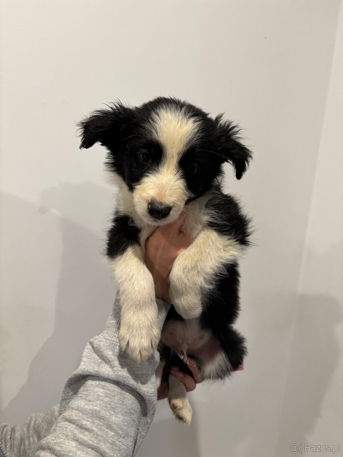 Piesek border collie czarno biały - 4