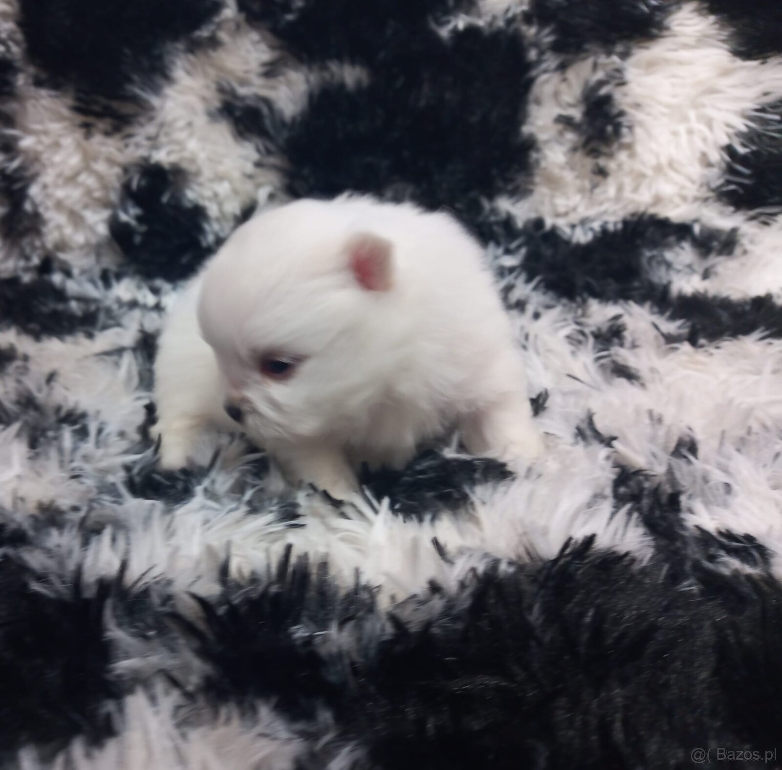 Szpic miniaturowy pomeranian - 4