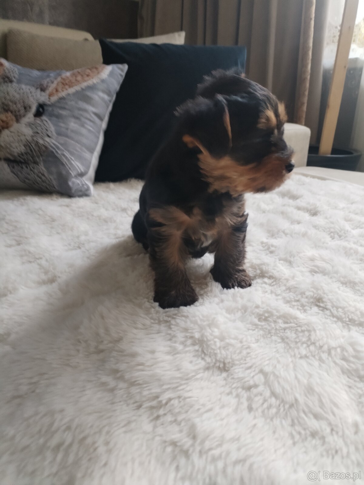 Yorkshire terrier suczka - 4