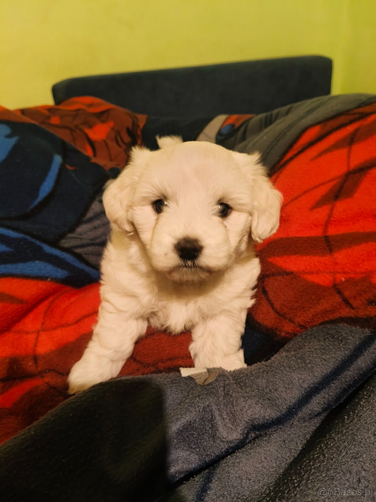 maltańczyk szczeniak - 4